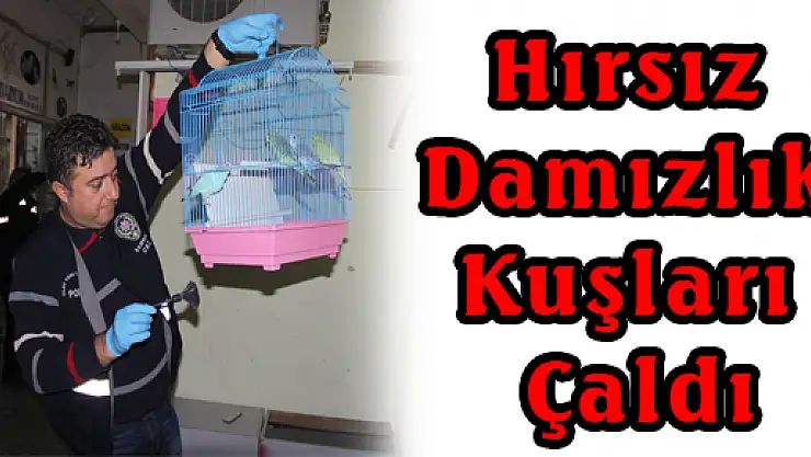 Hırsız Damızlık Kuşları Çaldı