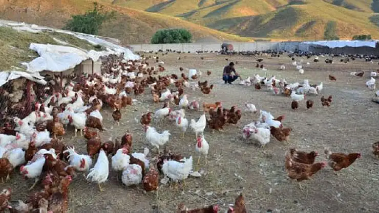 Kuzey Irak'tan tavuk ve yumurta üreticilerine darbe