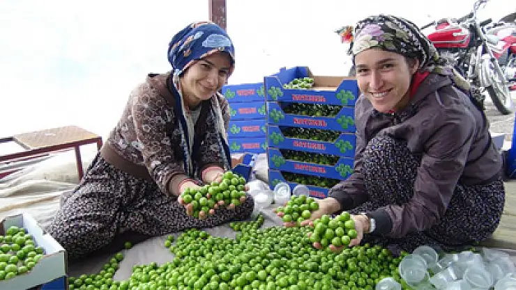 Türkiye'nin ilk erik hasadı yapıldı