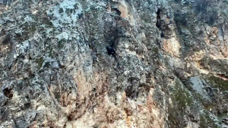 Dağda mahsur kalan keçi bir haftadır kurtarılmayı bekliyor
