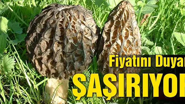 Kuzugöbeği mantarının kurusu 600, yaşı 100 lira