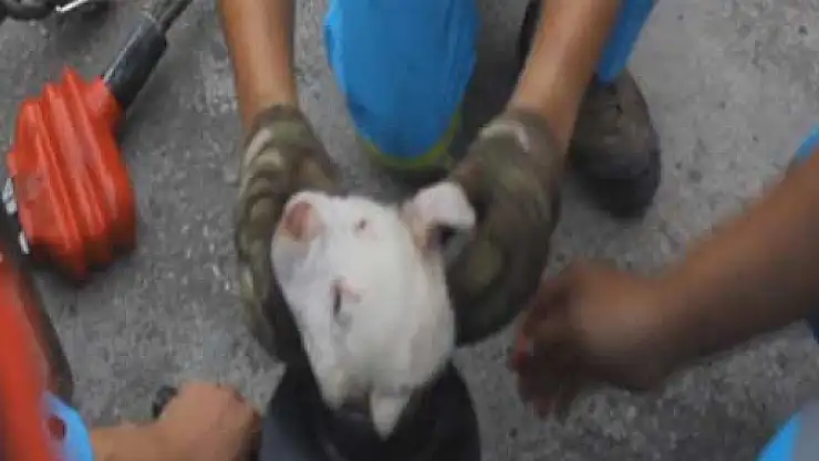 Öyle bir yere sıkıştı ki…