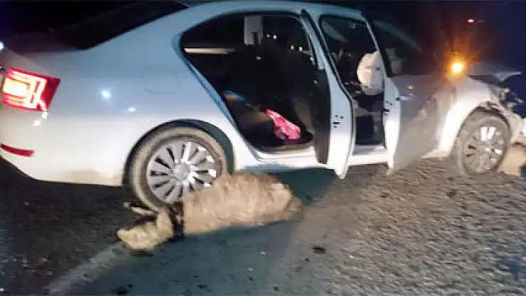 Şanlıurfa'da 30 hayvan telef oldu