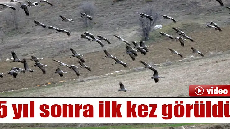 Telli turnalar 5 yıl sonra ilk kez görüldü