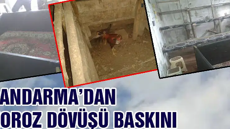 JANDARMA'DAN HOROZ DÖVÜŞÜ BASKINI