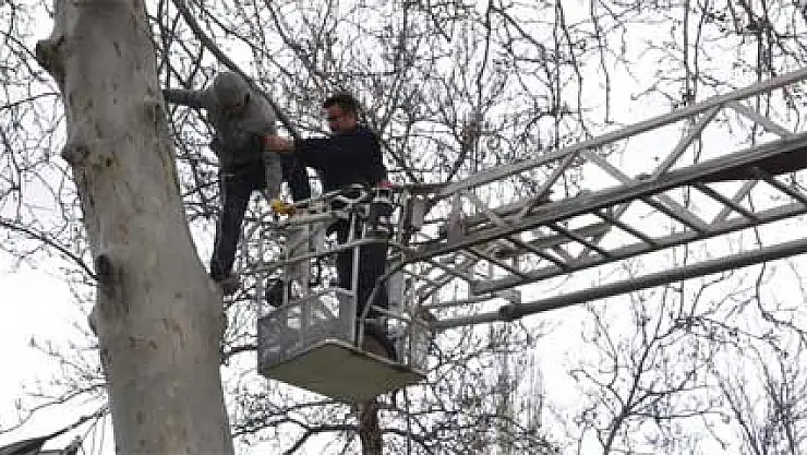 Çıktığı ağaçta mahsur kaldı