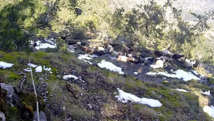 Mahsur kalan 40 keçi 8 gün sonra kurtarıldı