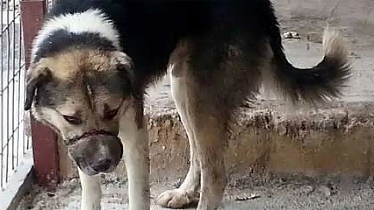 Köpeğe ipli vahşet