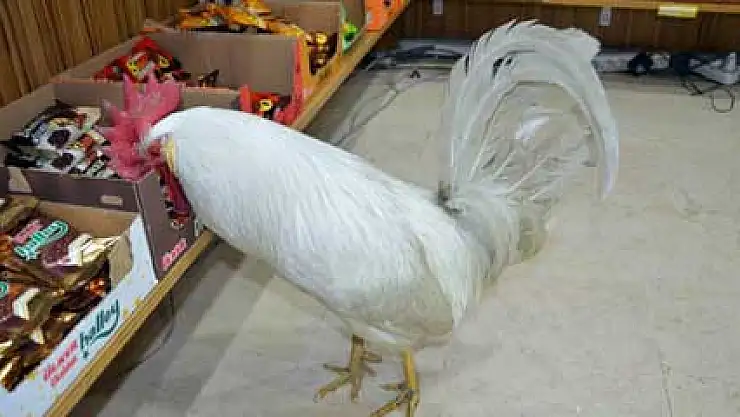 Horoz Abdi'yi gören gözlerine inanamıyor