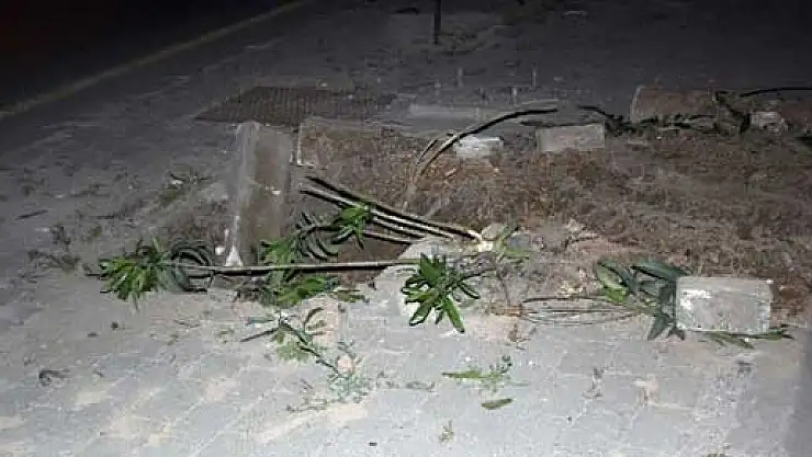 Tramvay hattı için yüzlerce ağaç kesildi