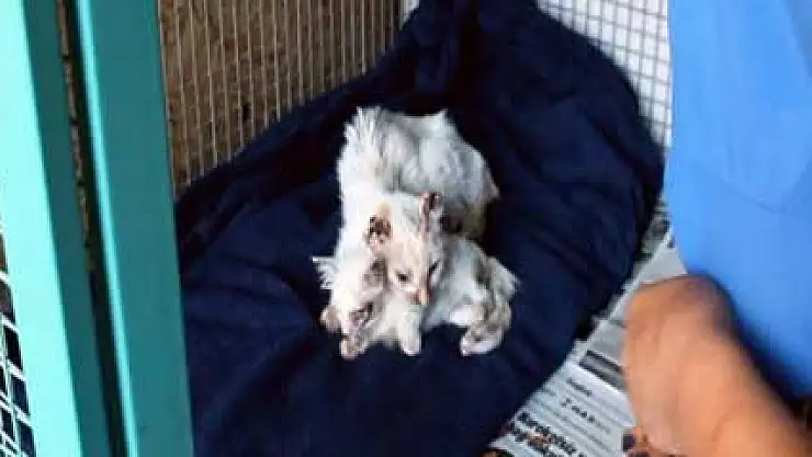 Anne ve yavru kediye işkence