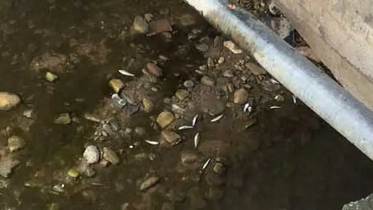 Sivrisinek yerine balıklar öldü