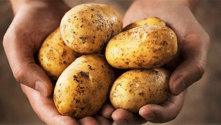 Bu şehirde patatesin kilosu 60 kuruş