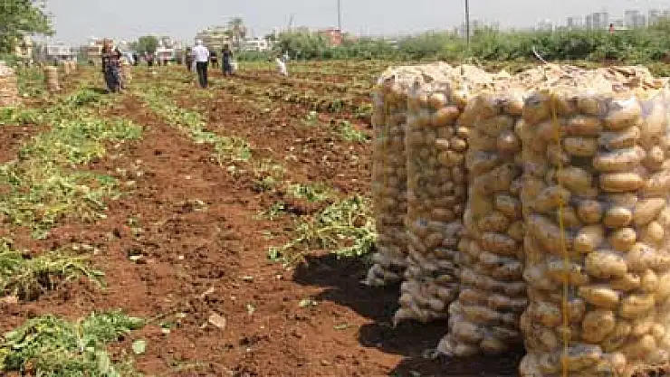 Patatesteki fiyat artışının arkasındaki şaşırtan iddia!
