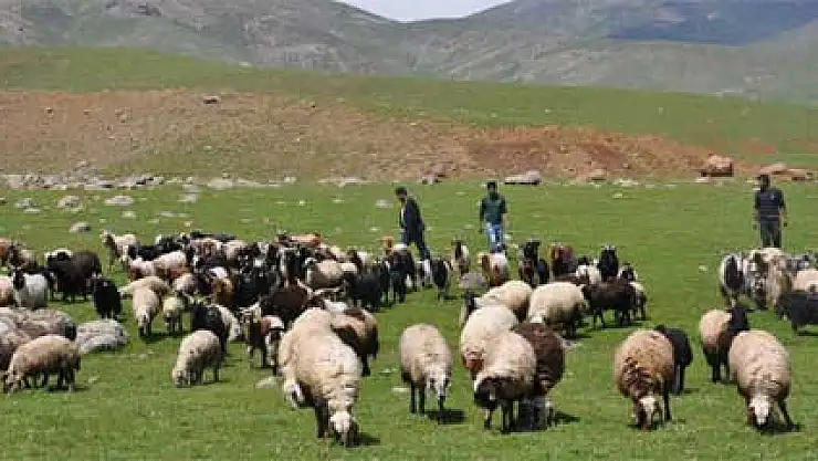 Kuzuların telef olması köylüleri tedirgin ediyor