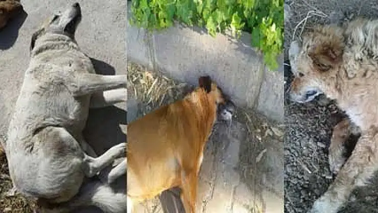 Ege Üniversitesi'nde köpek katliamı