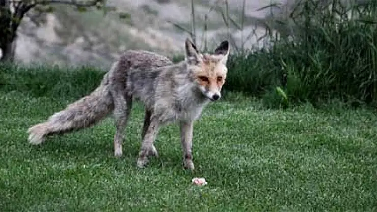 Tilkilerin sanat müziği eşliğinde yemek keyfi