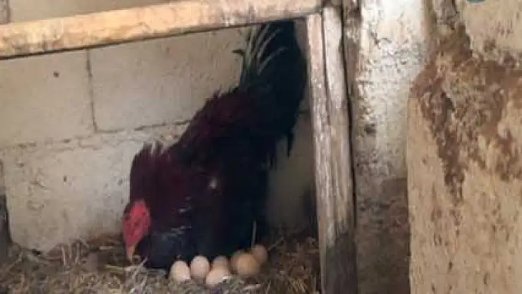 Horoz kuluçkaya yattı