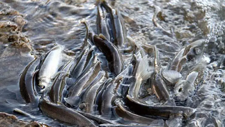 İnci kefalinin muhteşem yolculuğu