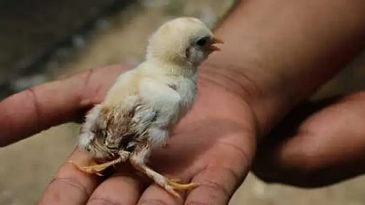 4 ayaklı civciv görenleri şaşırtıyor