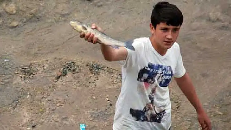 Onlarca balık telef oldu