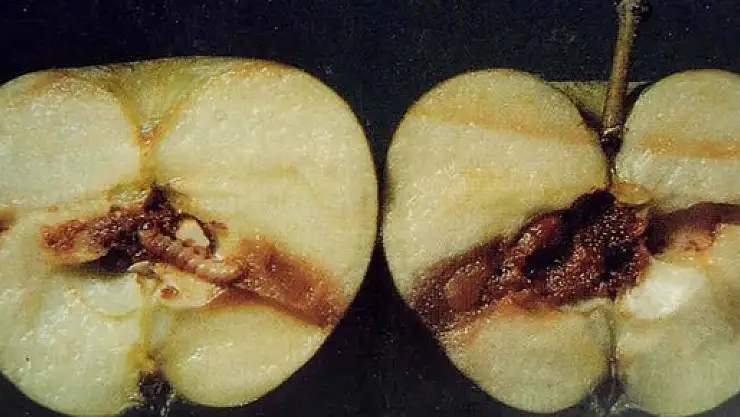 MEYVE ÜRETİCİLERİNE UYARI