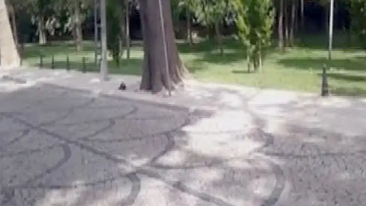 Sincap kaçtı, karga kovaladı