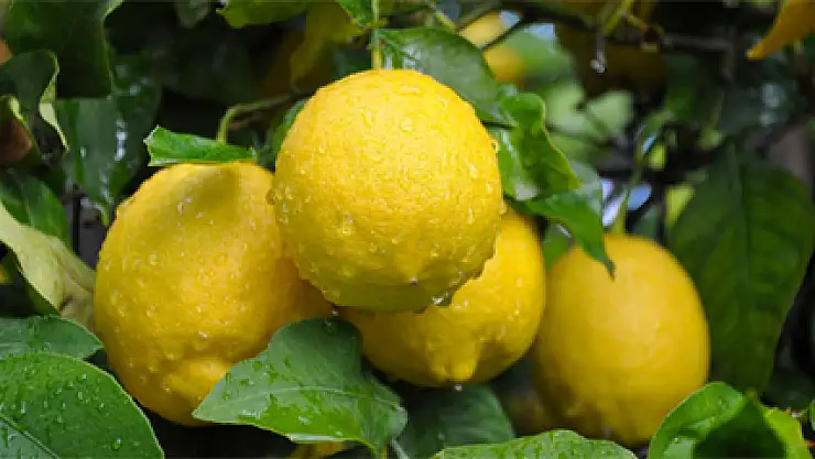 Zam şampiyonu limon üreticisini değil tüccarı güldürdü