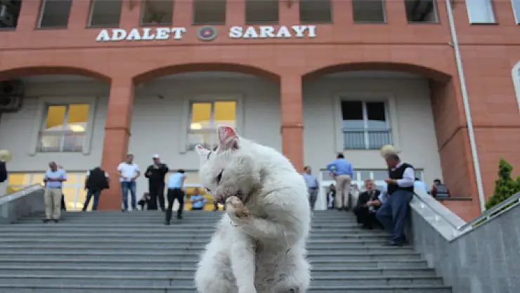 Trafoya giremeyen kedi Adalet Sarayı önünde