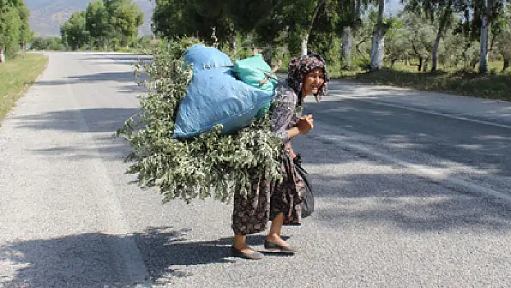 Sevgihan Teyze'nin hayat mücadelesi