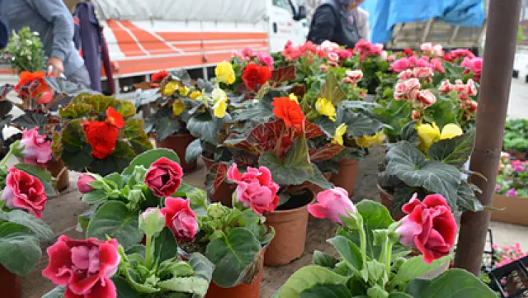 Vatandaşın tercihi horoz ibiği çiçeği