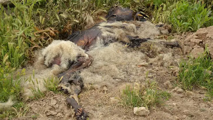 Esrarengiz köpek ölümleri devam ediyor