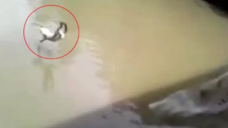 İnsanlık dışı eğlence!