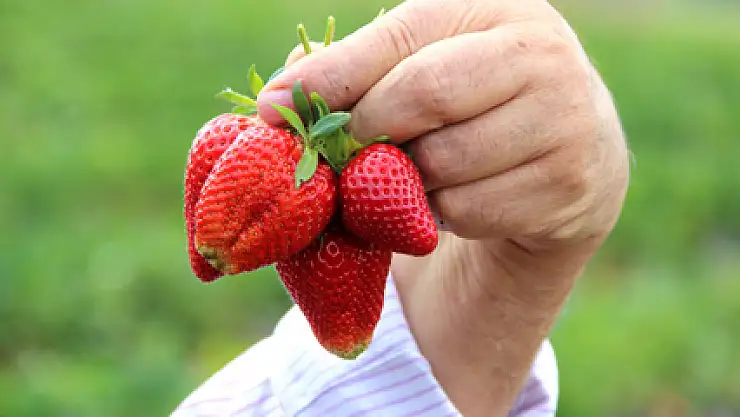 Üretici barbunyadan umudu kesti, çilek ekti