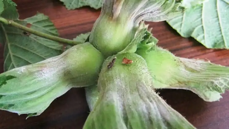 FINDIKTA KÜLLENME HASTALIĞI İLE MÜCADELE UYARISI 