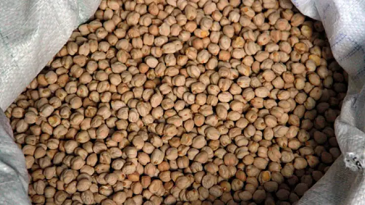 İhraç Edilen 3 Nohut Türünden 2'sini KTAE Geliştirdi