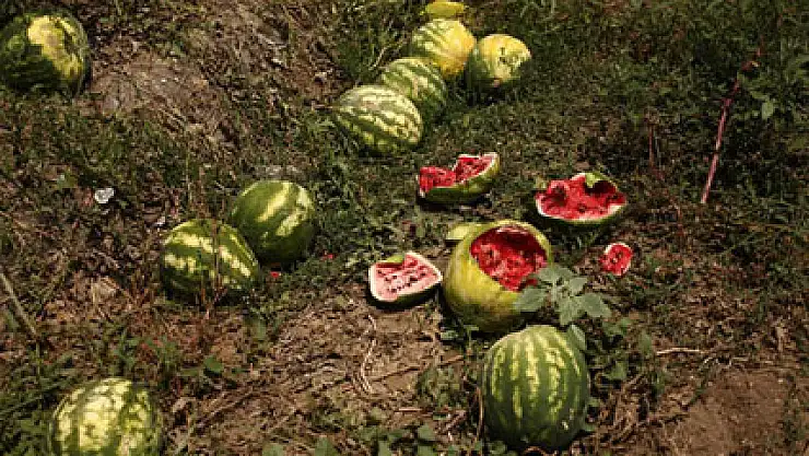 Karpuzlar bu sene tarlada çürüdü