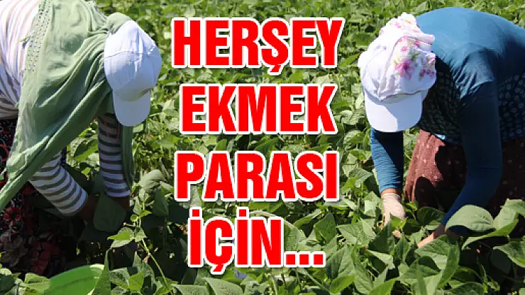 Fasulye Tarlasında Oruç Sınavı 