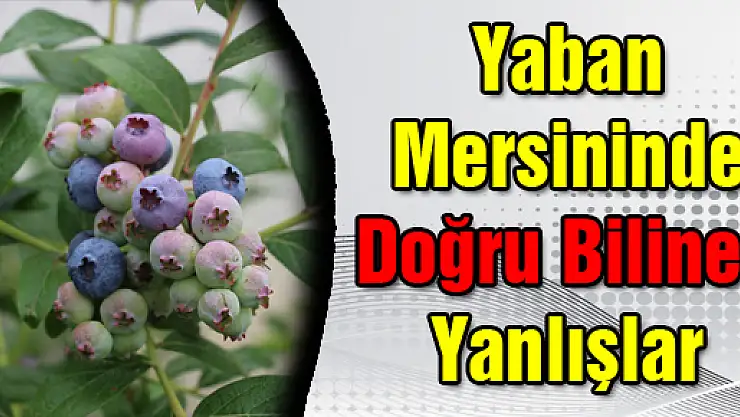 Yaban Mersininde Doğru Bilinen Yanlışlar