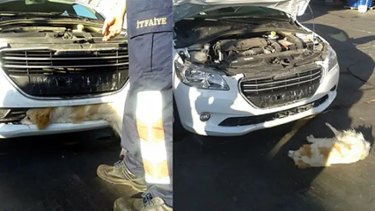 Köpeğin acı bekleyişi!