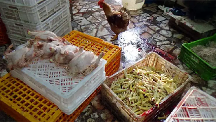 Kaçak tavuk kesimi yapanlara operasyon