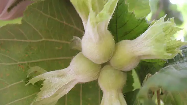 Fındıkta külleme hastalığına dikkat