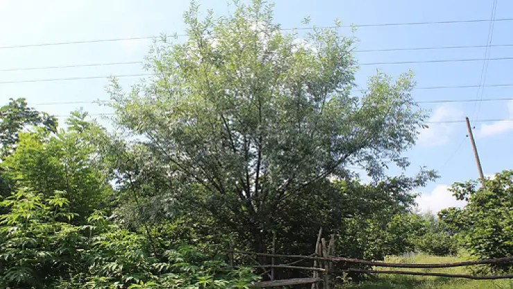 Söğüt ve Kavak Ağaçları Tarımsal Üretimi Tehdit Ediyor