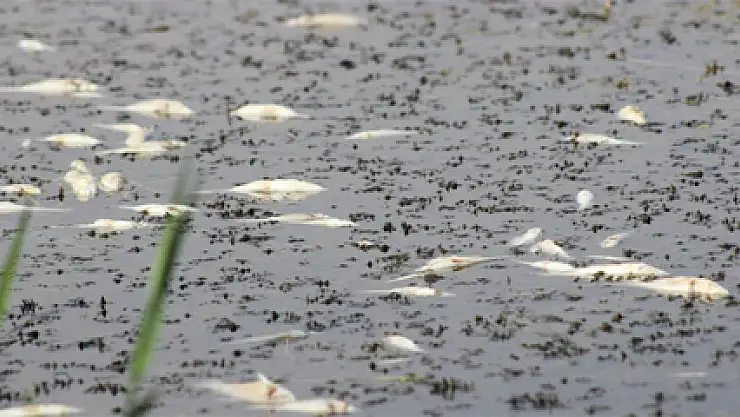 Toplu balık ölümleri korkutuyor