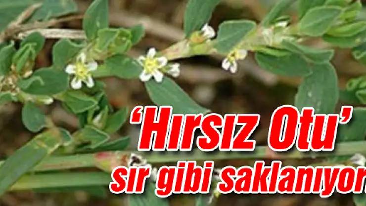 'Hırsız Otu' sır gibi saklanıyor!