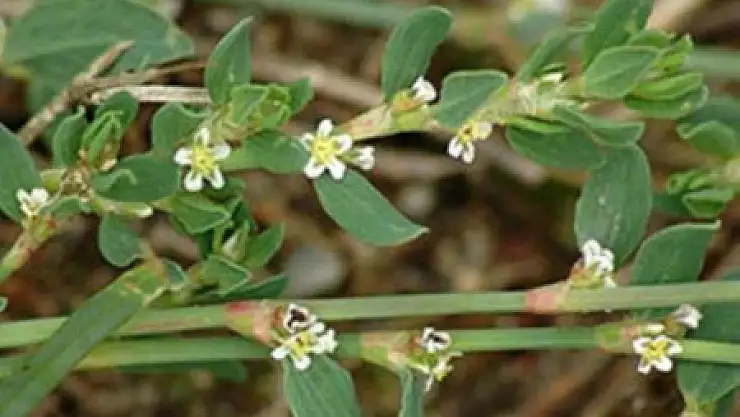 'Hırsız Otu' sır gibi saklanıyor!