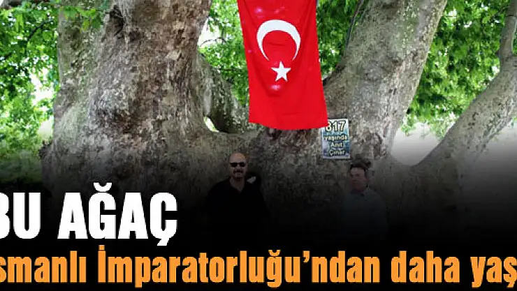 Bu ağaç Osmanlı İmparatorluğu'ndan daha yaşlı