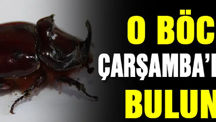 O BÖCEK ÇARŞAMBA'DA DA BULUNDU