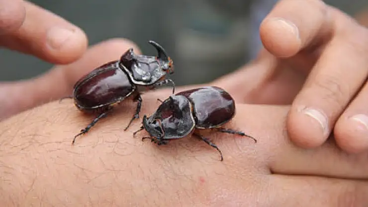 Şantiye Çalışanları 2 Gergedan Böceği Buldu