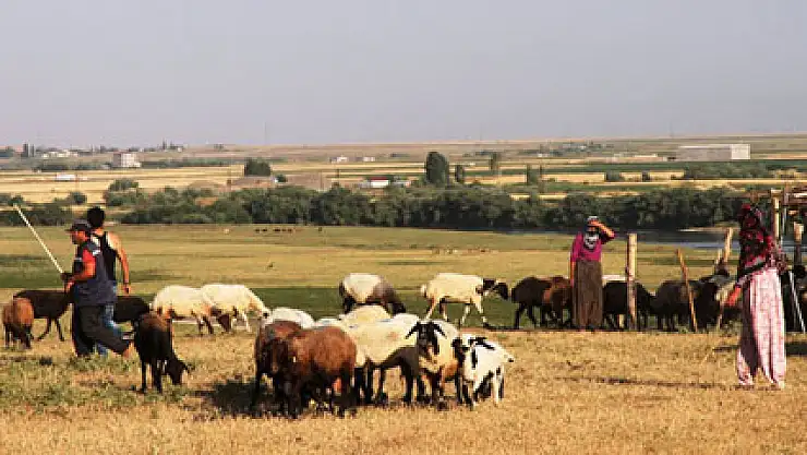 Aylık 4 bin TL'ye çoban aranıyor